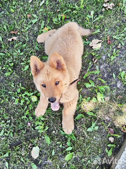 Собака в добрые руки щенок