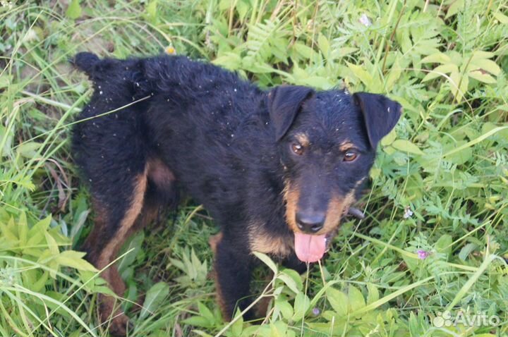 Ягдтерьер для вязки