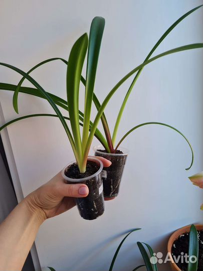 Амариллис(сеянцы)