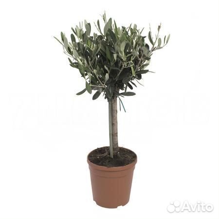 Высокие растения