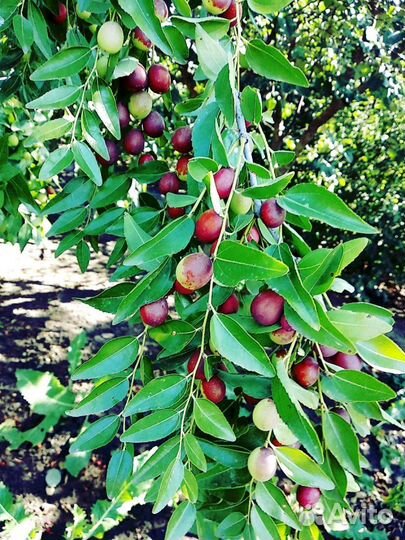 Дерево Унаби китайский финик