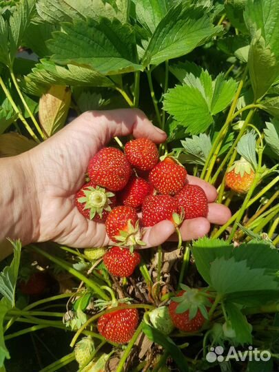 Рассада ремонтантной клубники