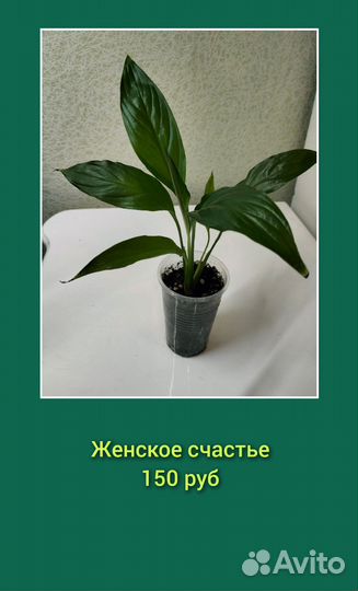 Комнатные цветы