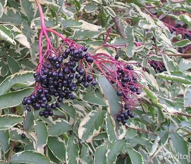 Бузина пестролистная