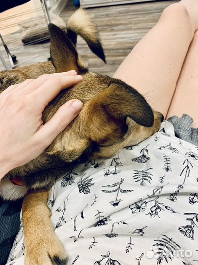 Собака в добрые руки