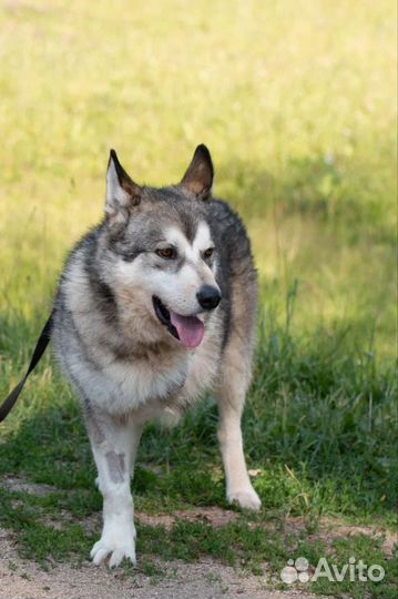 Метис маламута Сармат в поисках дома
