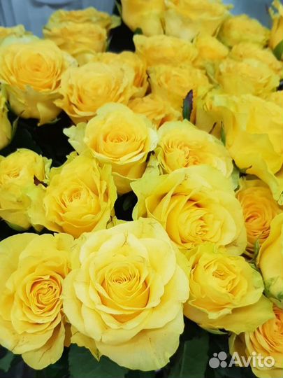 Розы цветы с доставкой 24 часа Саранск