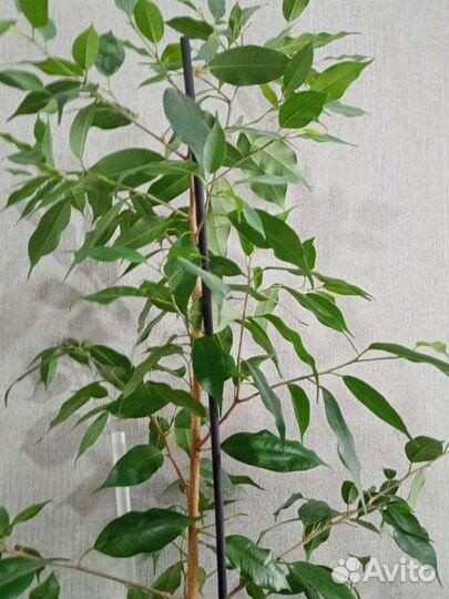 Фикус бенджамина