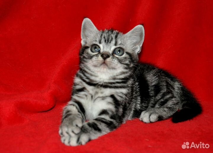Американские короткошерстные котята