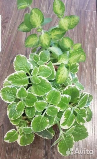 Плектрантус Variegated Cuban Oregano