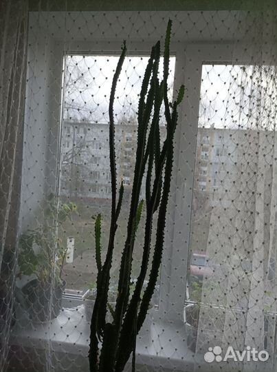 Кактус молочай