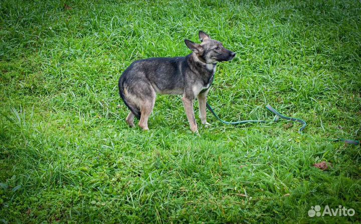 Спасен из черного пниюта