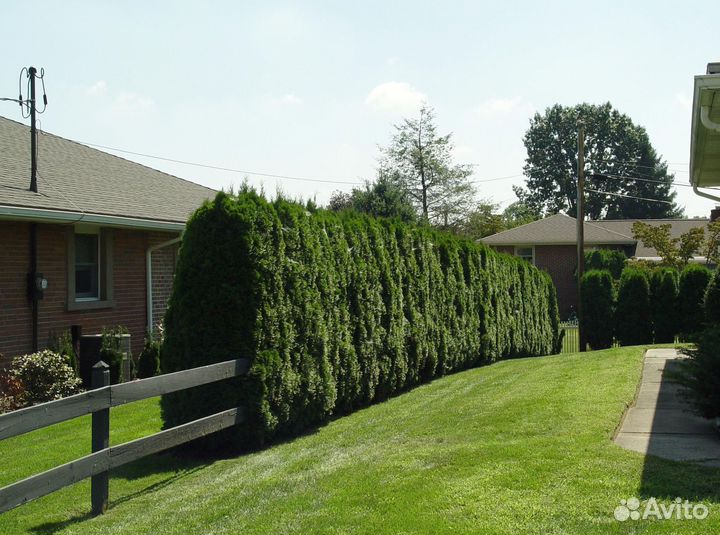 Живая изгородь из туи