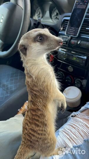 Вязка суриката