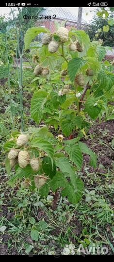 Саженец малины