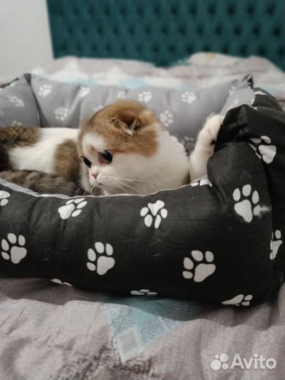 Шотландский котик