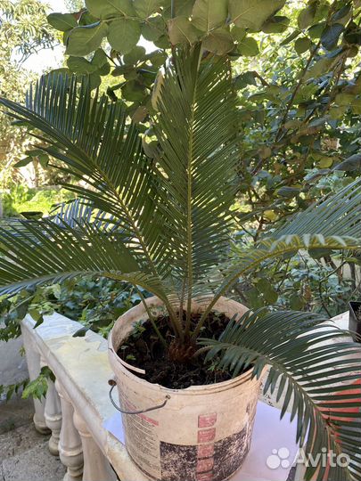 Цикас революта