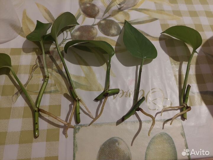 Эпипремнум