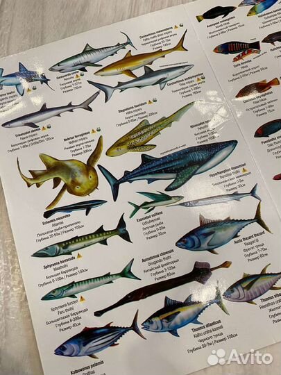 Справочник рыб Мальдив