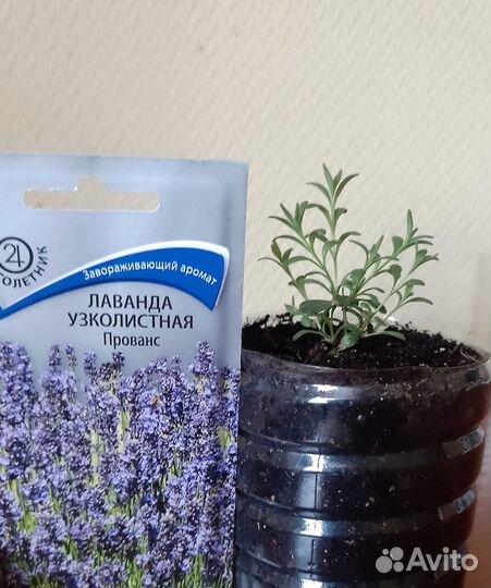 Рассада лаванды