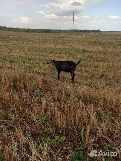 Козы и козел