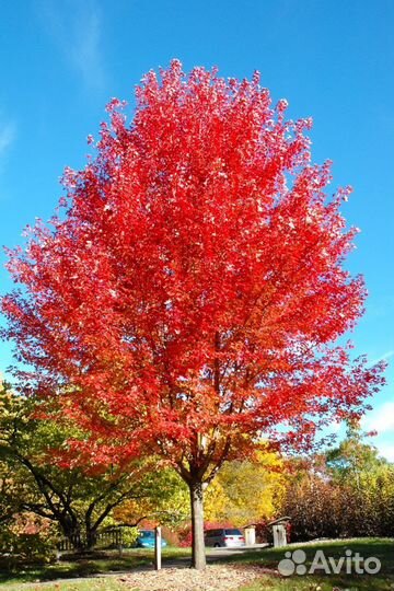 Клен фримана джеферсред