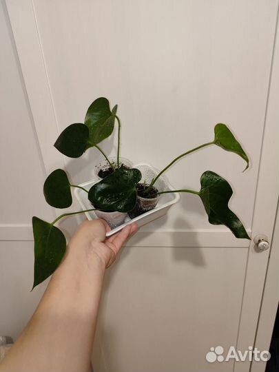 Антуриум розовый sweat dream