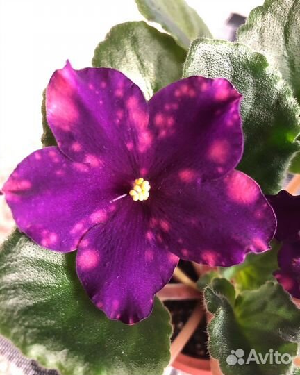 Фиалки черенки