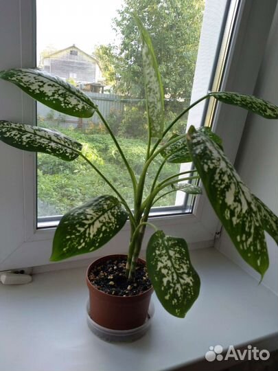 Диффенбахия