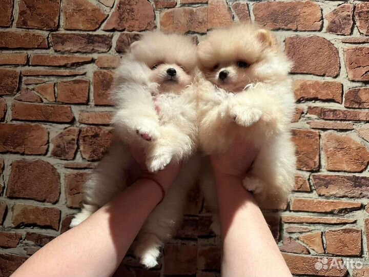 Мини девочки шпицы помы РКФ