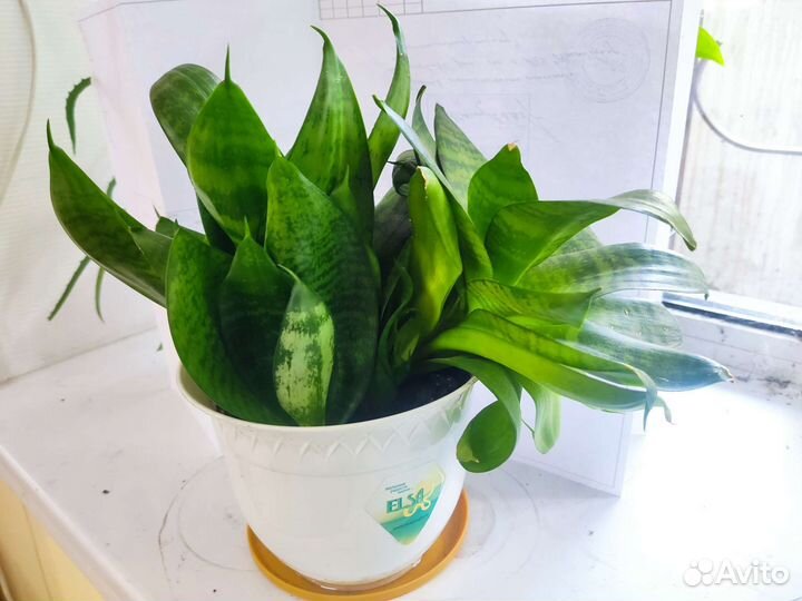 Сансевиерия целиком