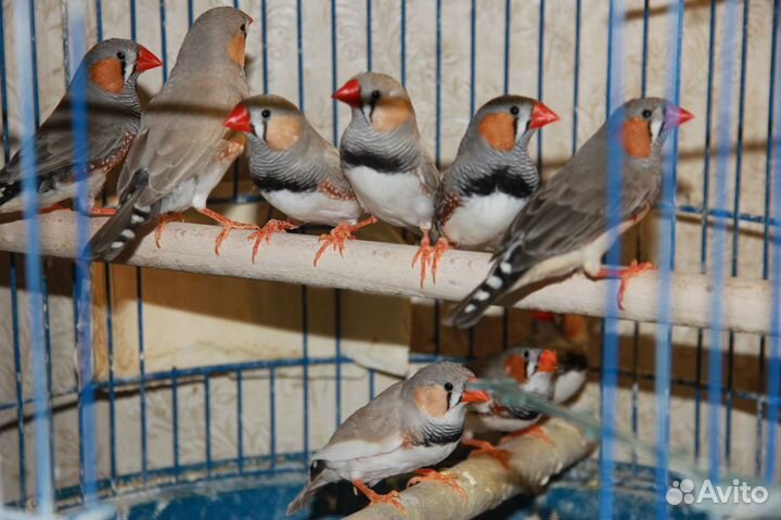 Зебровые амадины