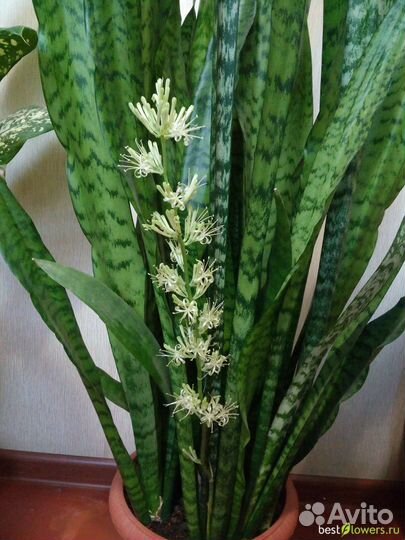 Сансевиерия