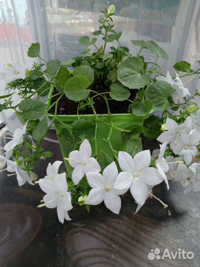 Кампанула жених и невеста