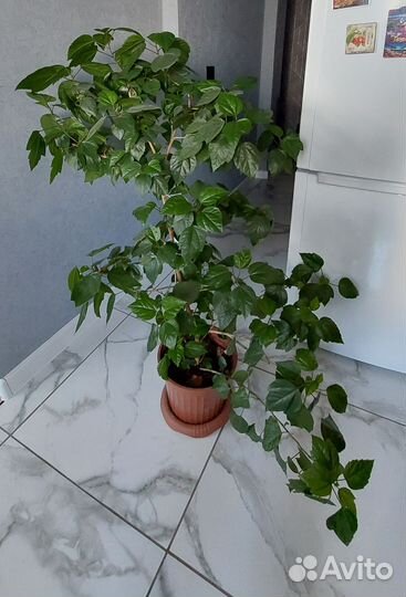 Гибискус китайская роза