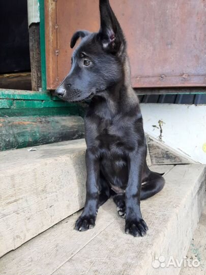 Щенки в добрые руки