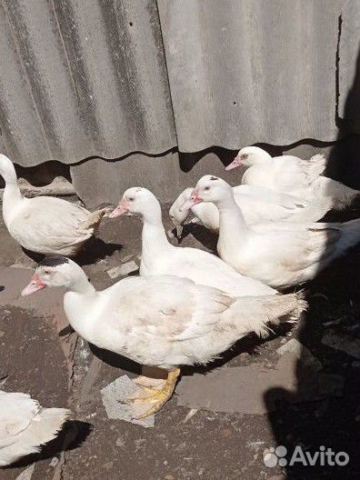 Индоутка мускусная утка