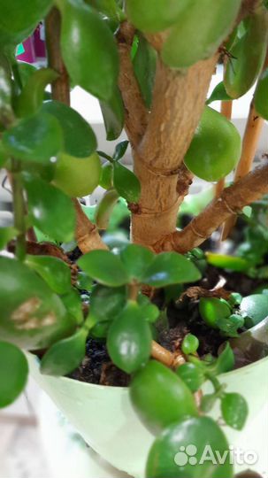 Денежное дерево