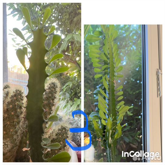 Кактусы,комнатные растения