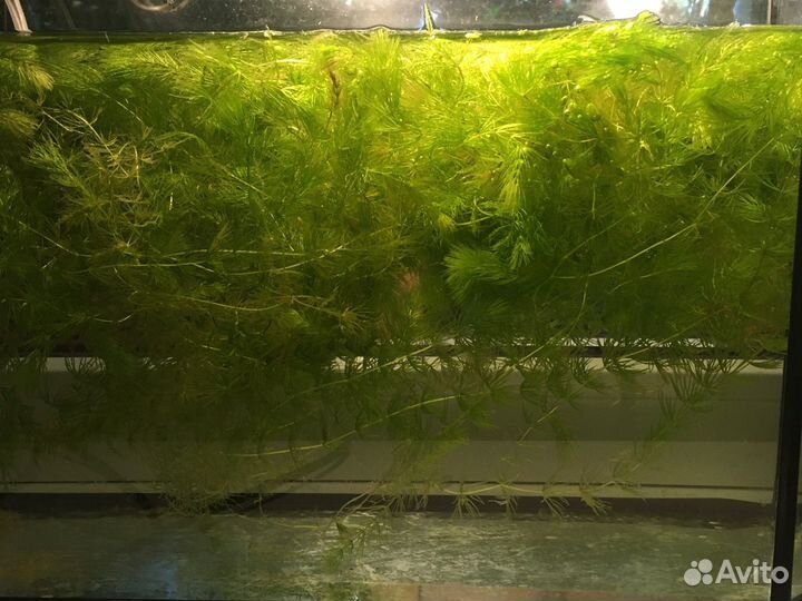 Роголистник