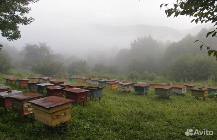 2023 года Мед натуральный опт