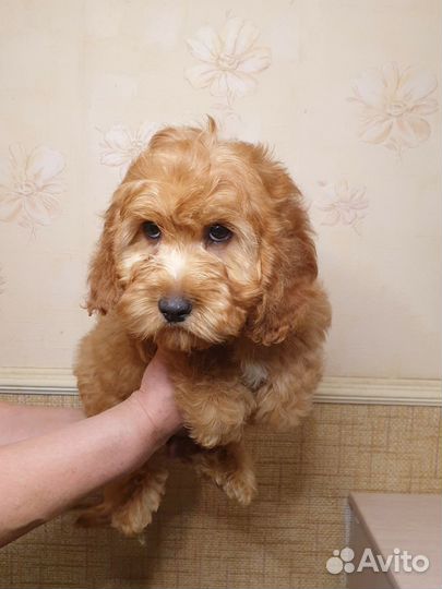 Щенки кокопу мальтипу дизайн brend DOG Disney