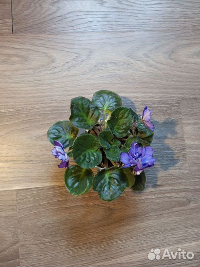 Фиалка цветущая в горшке. Сорт Река Волга