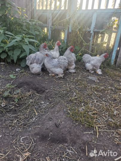 Петушки Карликовый кохинхин