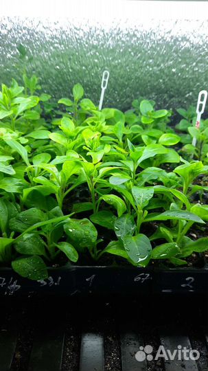 Вегетативные черенки