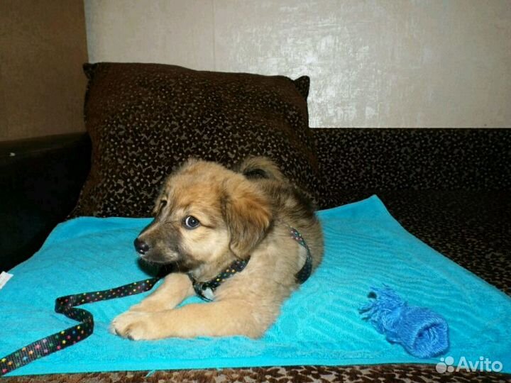 В добрые руки