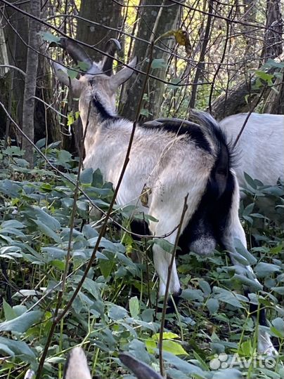 Козлы альпийские