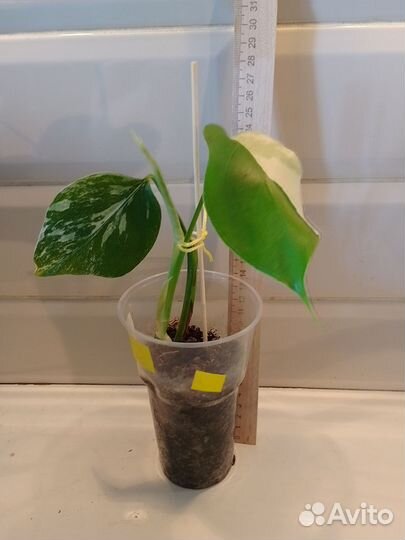 Монстера Альба