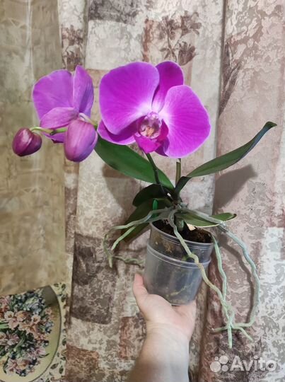 Фаленопсисы цветущие и не цветущие