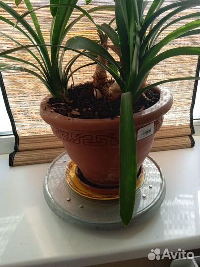 Комнатные растения цветы бесплатно